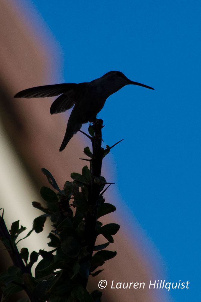 Hummingbirds from backyards and beyond